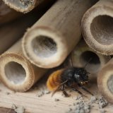 Wildbienen fliegen aus einem Insektenhotel, fotografiert auf dem Hof von Natalie und Dominik Wirth in Neukirch (Egnach) am Dienstag, 9. April 2024. Natalie und Dominik Wirth haben den regenerativen und pestizidfreien Bauernhof von Helmut Mueller uebernommen, und bauen biologisch Hochstammbaeume an. Sie haben ueber 400 verschiedene Apfelsorten, und zuechten ihre eigenen Sorten. (KEYSTONE/Gaetan Bally)